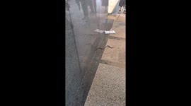 Snake caught outside train station in Taiwan