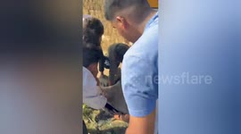 Blind cow rescued from drain in rural India