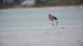 Video shows Frankie the Flamingo new 'wild' life in France after escaping from park