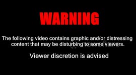 Rampaging boars run along road before being subdued by police