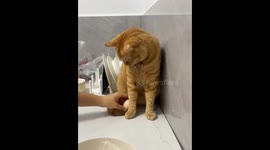 Feline Food Prep Assistant