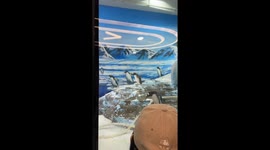 Formal Penguin's Informal Behavior 