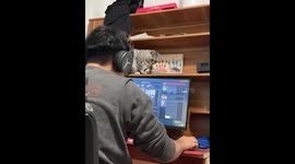 Cat vs Gamer: The Ultimate Showdown 