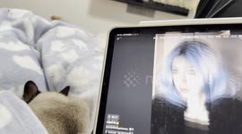 A Purr-plexing Screen Encounter