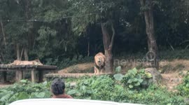 The Roaring Classroom