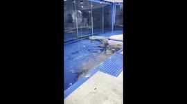 Penguin vs. Water: Need for Speed