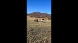 A Sheep’s Head-Scratching Hay Roll Moment