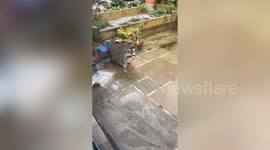 Runaway raccoon spotted roaming freely in woman's garden