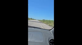 Mama Rhea and Chicks Spotted on the Road