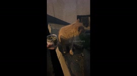 A Very Opinionated Stray