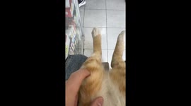 Feline Reflexes: Just Like Us!