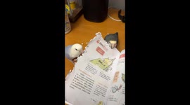 Birds vs. Books: An Ironic Showdown