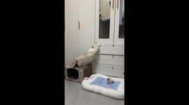 A Lesson in Feline Curiosity