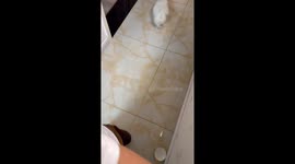 Mission Accomplished, Pup Style