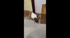 Crafty Corgi Mixes His Own Dinner