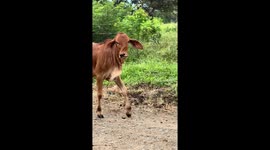 Brahman Cow With Swirled Snout