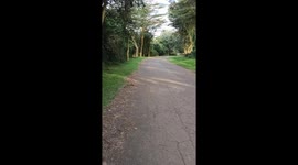 The video is about a scenic road in my school. It's a road leading to the beautiful Botanic Garden at Egerton University.