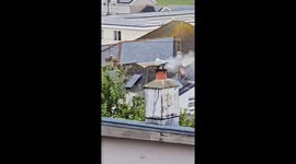 Cornish Smoked Seagull