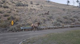 Big Bull Elk Chases Off Another Elk