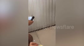 Neighbours rescue kitten stuck in narrow gap behind wall