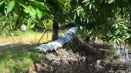 Floodwaters persist in Vietnam’s Mekong Delta after severe rainy season