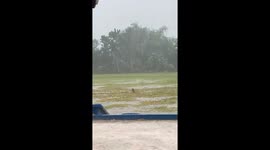 Students help disabled stray dog struggling through rain storm
