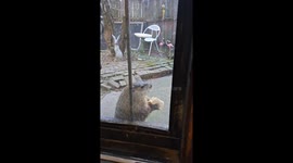 Groundhog Loves His Peanut Butter Sandwich