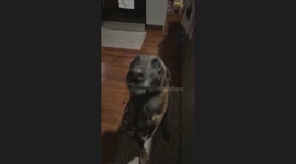 Tripod Pup Can't Stop Grinning After Too Many CBD Treats