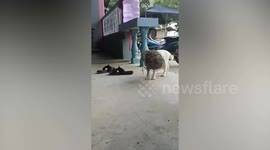 Clumsy pet cat returns home with bird nest stuck in head
