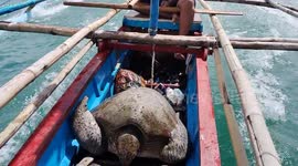 Fishermen release rescued sea turtle back into the ocean