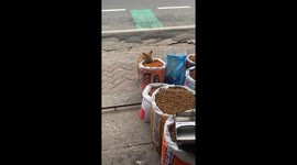 Stray Cat Sneaks a Free Meal From Pet Shop