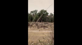 Kgalagadi Cheetah Cubs Learn To Hunt