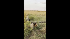 Male Lion Roaring Into the Mist at Masai Mara National Park