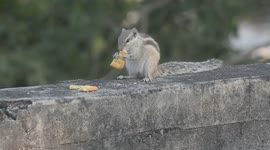 A Squirrel nibbles biscuits given on a wall in Siliguri