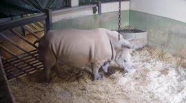 Spain: First Rhino Birth Sparks Celebration At Bioparc Valencia