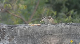 A Squirrel nibbles biscuits given on a wall in Siliguri