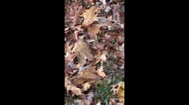 Tiny hailstones fall in short-lived storm in Billerica, USA