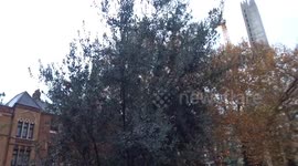 Golden autumn at St Cuthberts Church court yard with evergreen olive tree and a view of 100 West Cromwell Road TESCO tower