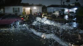 US, Los Angeles: Lake Balboa Tree Falls Crushing Honda