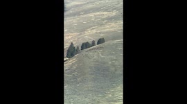 Rare Wolf Pack Hunts Elk in Yellowstone