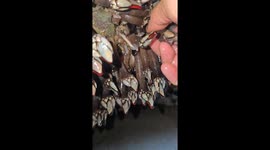 “Finger Clam (Osba‘ Al-Abd): One of the Most Iconic and Sought-After Shellfish Found Along the Moroccan Coastlines