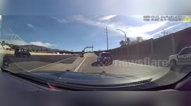 US: Pig On The Loose Turns Albuquerque Traffic Into A Comedy Chase Scene