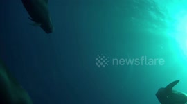 US: Hawaiian Pilot Whales Consume Mountains Of Squid