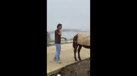 The horse looks calm and unbothered, while someone in the background seems to be watching the whole scene, unsure of what’s going on.