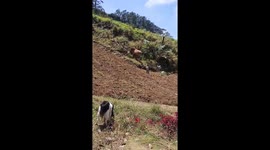 A small child is standing on a sloped, dirt hillside while holding onto a horse.