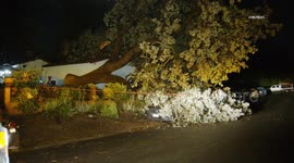US, Los Angeles: Thousand Oaks Tree Falls On Car And Residence