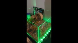 Hamsters’ high-energy antics in Minsk, Belarus