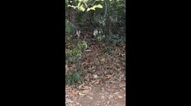 Tense encounter between cats and injured sparrow in Jiangxi, China