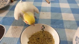 Parrot plays with food bowl in Zhejiang, China