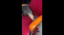 Cat hilariously slides off chair while asleep in Cambodia